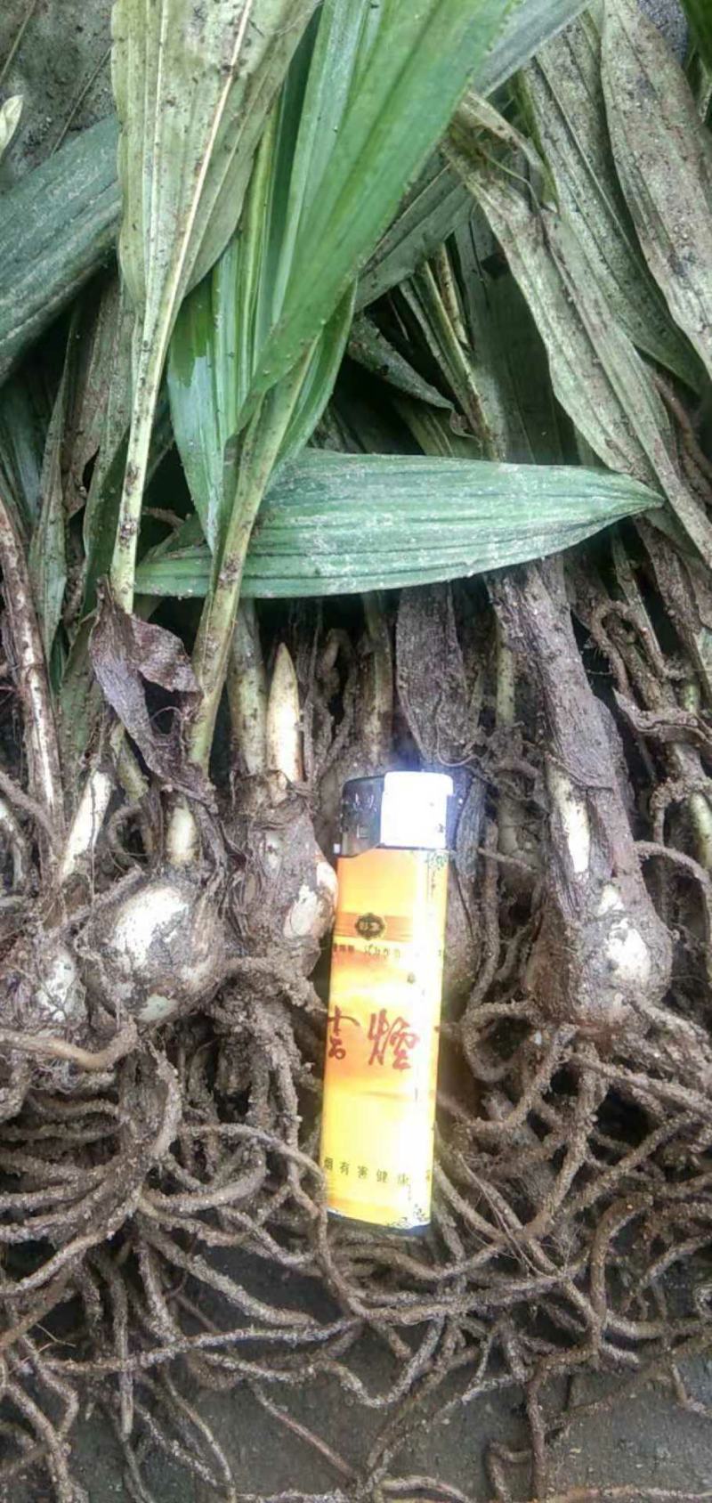 毛慈菇去须带洗干净种苗