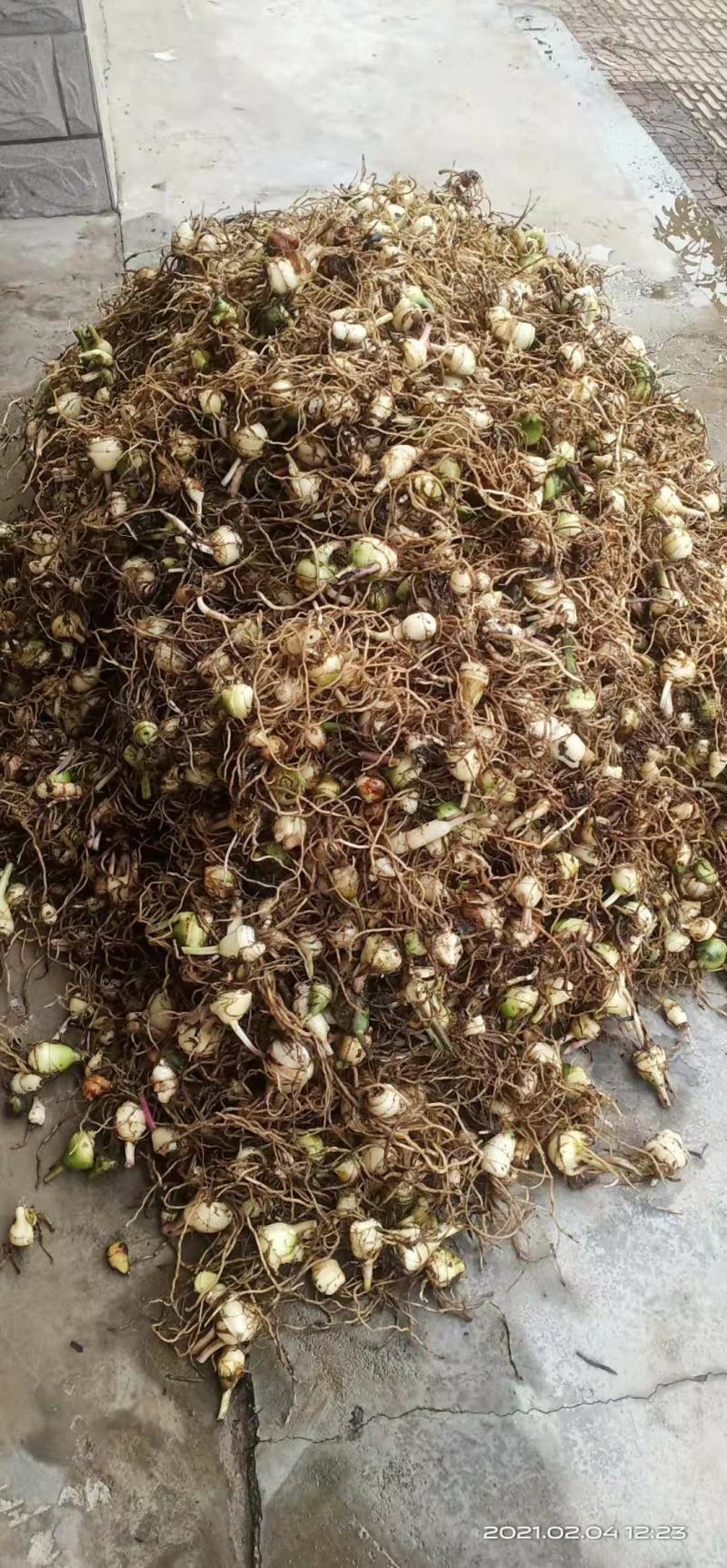 毛慈菇去须带洗干净种苗