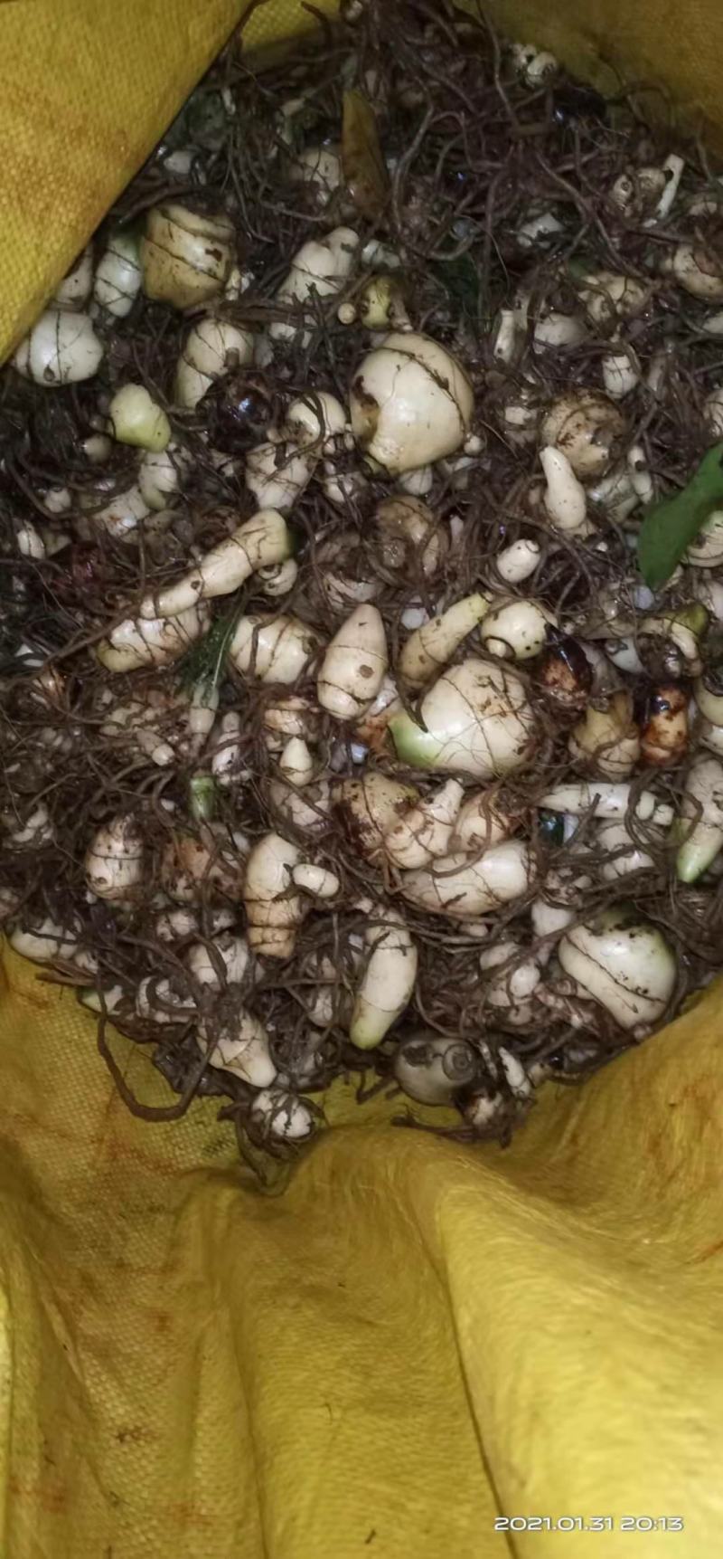 毛慈菇去须带洗干净种苗