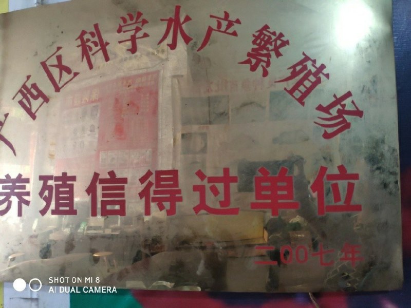 黄骨鱼苗黄辣丁鱼场直供品种优良，欢迎实地看