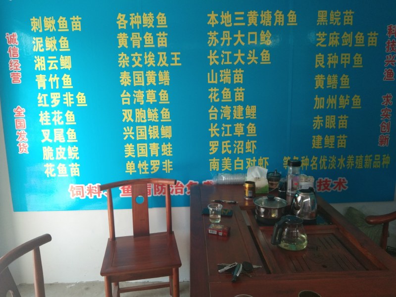 黄骨鱼苗黄辣丁鱼场直供品种优良，欢迎实地看