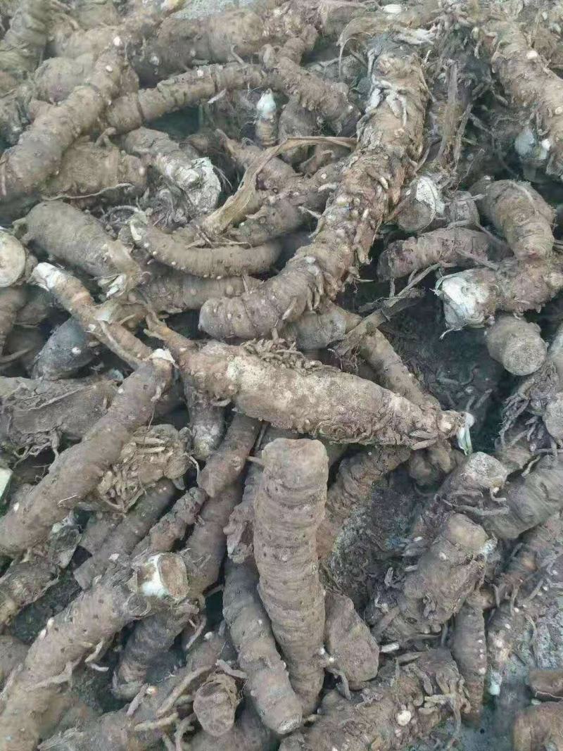 开口箭大量批有货鲜货去叶去须