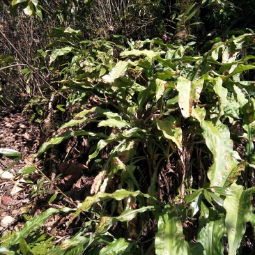开口箭大量批有货鲜货去叶去须