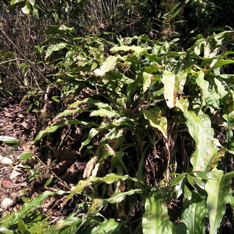 开口箭大量批有货鲜货去叶去须
