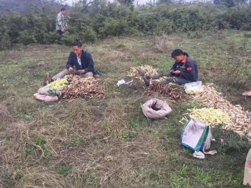 大凉山罗汉竹笋本月才刚刚出土