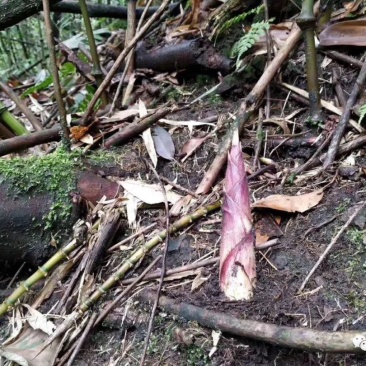 大凉山罗汉竹笋本月才刚刚出土