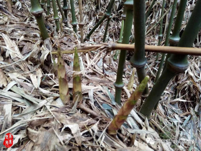 大凉山罗汉竹笋本月才刚刚出土