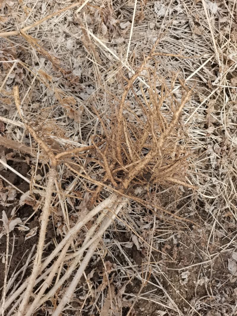 一年生刺嫩芽苗刺五加一年苗抗寒品种