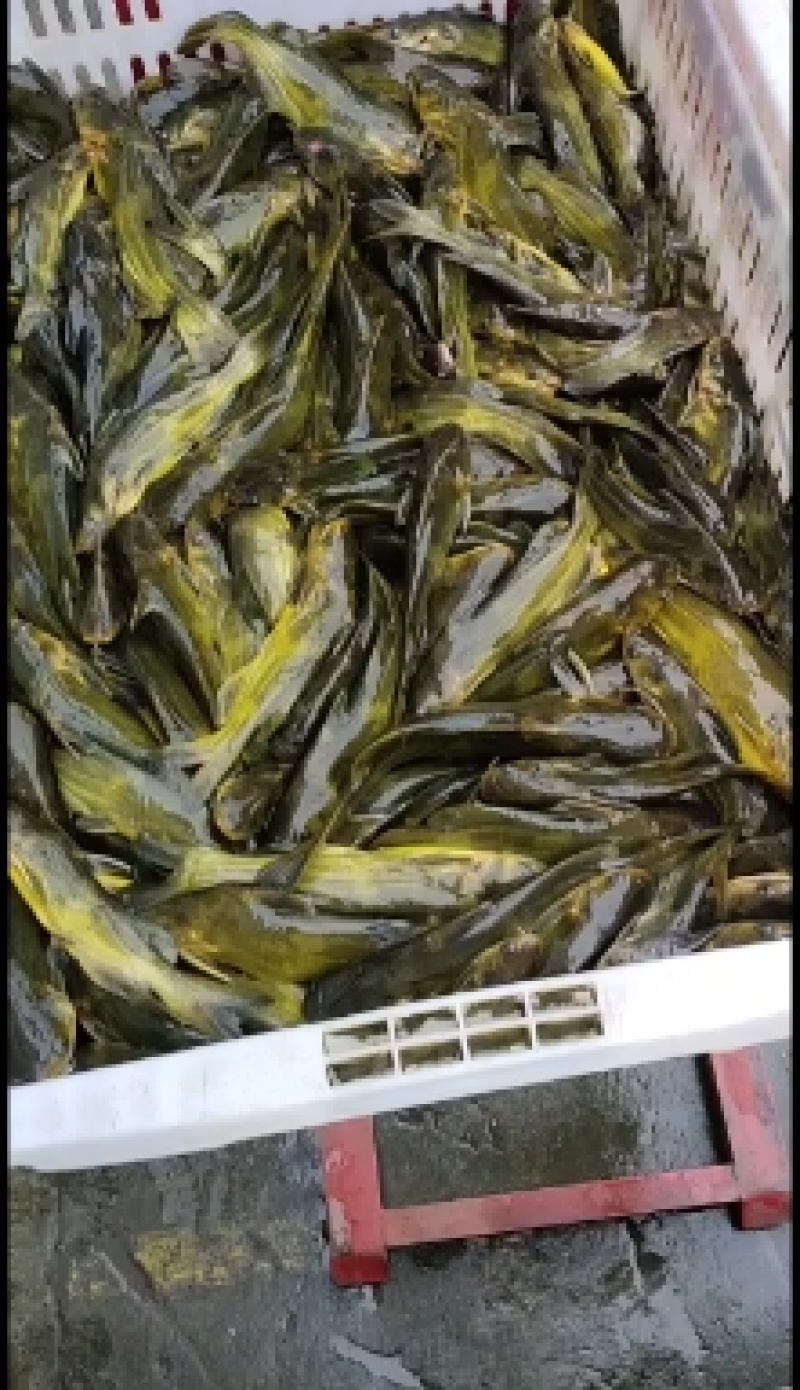 黄腊丁鱼苗基地直销包成活回收