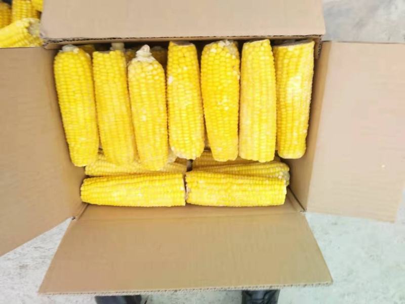 荐】甜粘玉米，品种多，口感好，价格美丽，货源充足可开发票