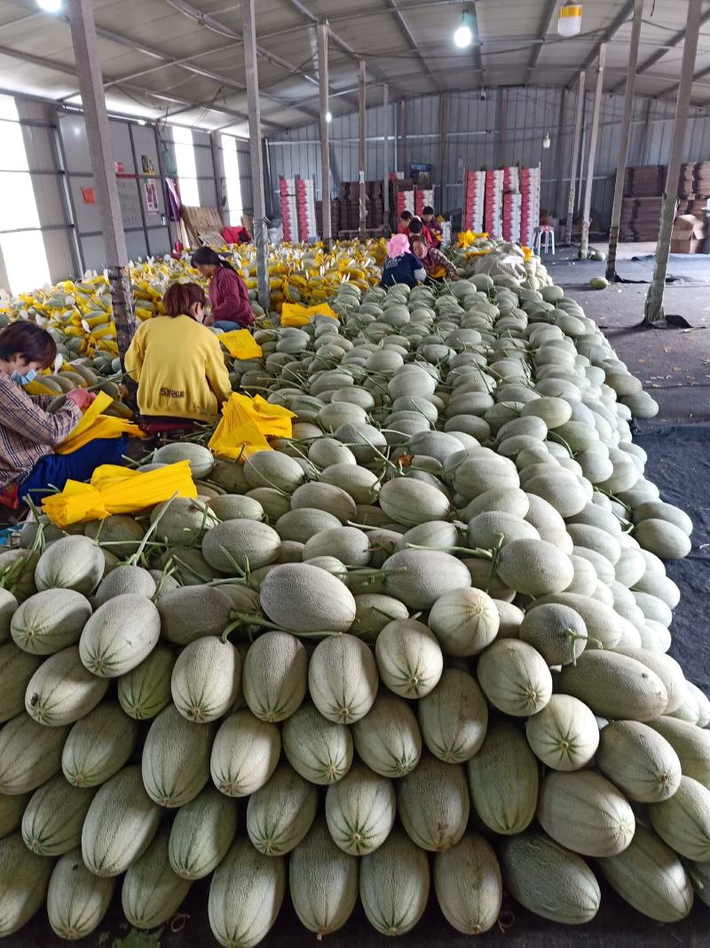 黄金蜜25号哈蜜瓜风金6号黄华哈密瓜黄小蜜25种植产地量