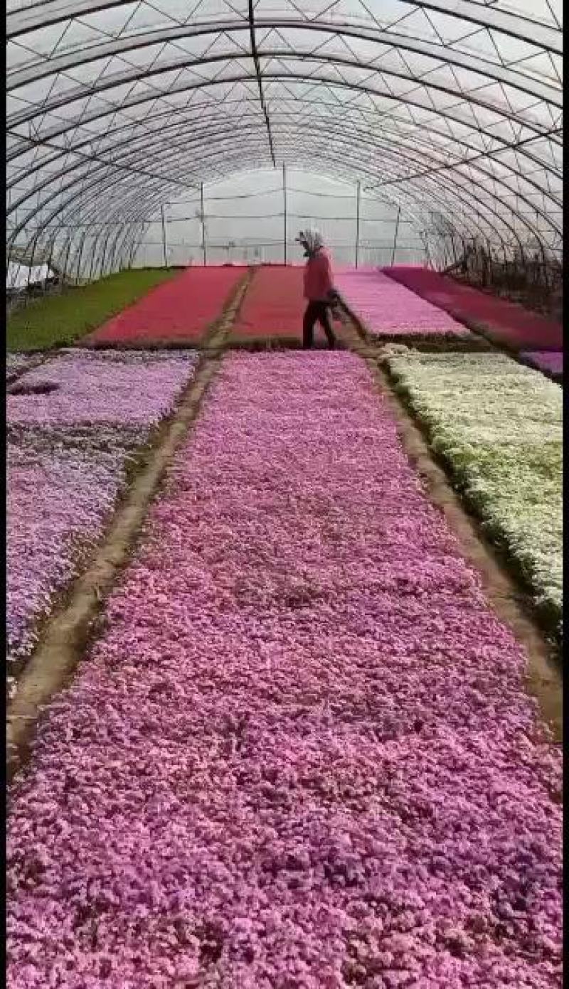 芝樱，丛生福禄考，基地直销，大面积绿化做花海用