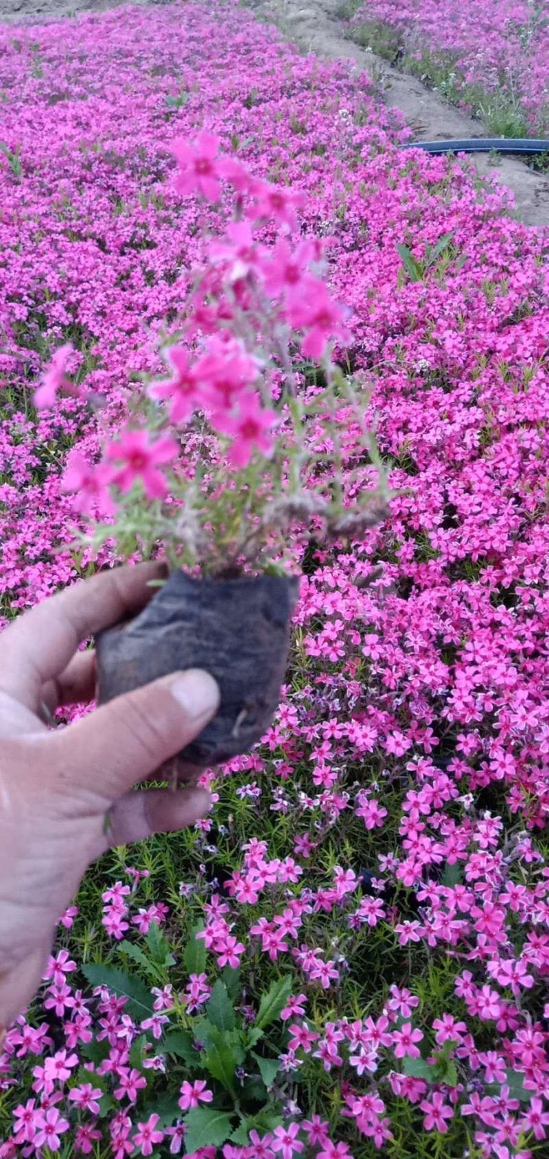 芝樱，丛生福禄考，基地直销，大面积绿化做花海用