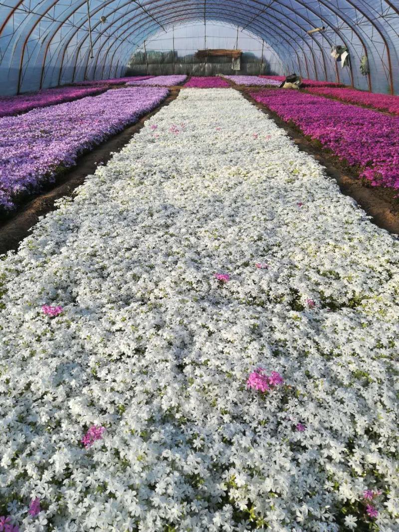 芝樱，丛生福禄考，基地直销，大面积绿化做花海用