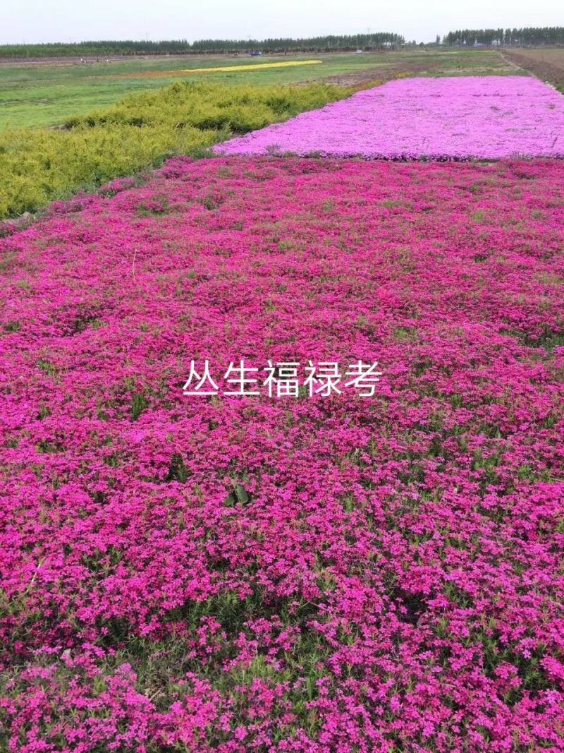 芝樱，丛生福禄考，基地直销，大面积绿化做花海用