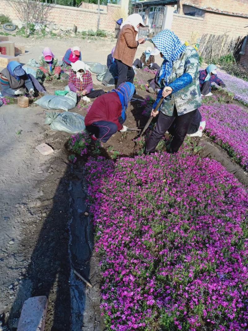 芝樱，丛生福禄考，基地直销，大面积绿化做花海用
