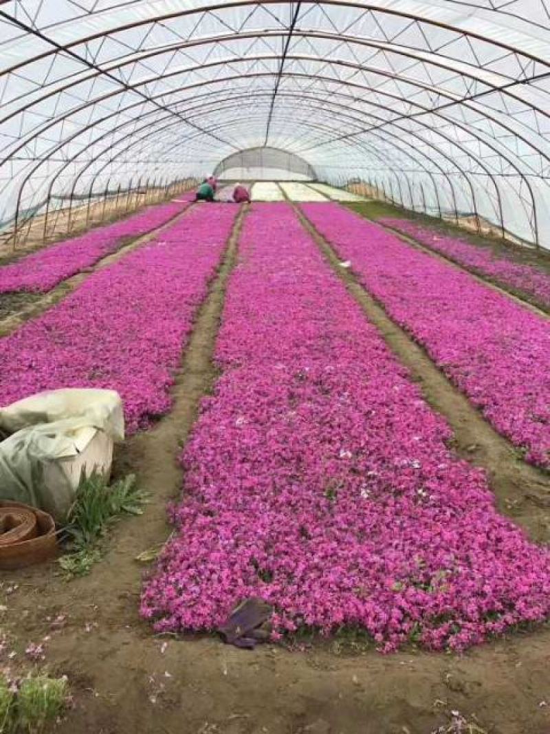 芝樱，丛生福禄考，基地直销，大面积绿化做花海用