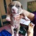 美国斯塔福幼犬满月了出售