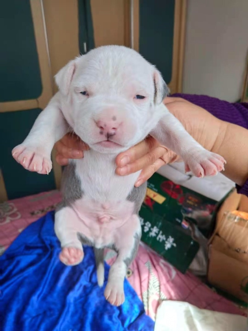 美国斯塔福幼犬满月了出售