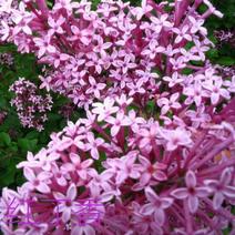 丁香花种子盆栽植物花卉种子家庭院绿植种子室内观花紫丁香花