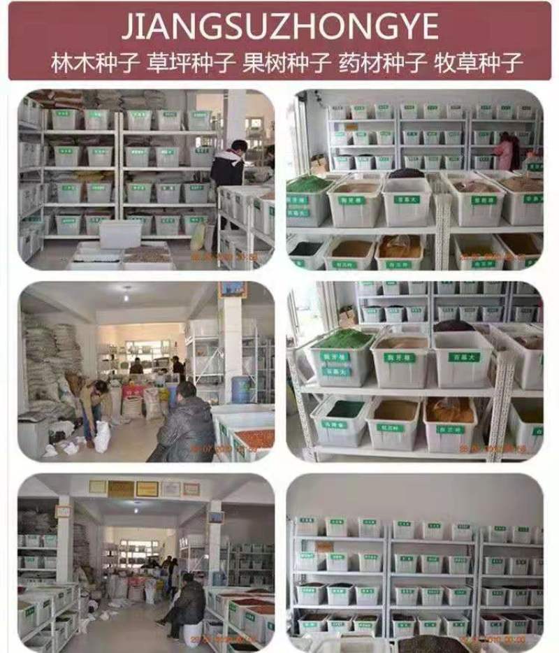 丁香花种子盆栽植物花卉种子家庭院绿植种子室内观花紫丁香花