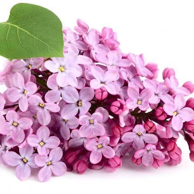 丁香花种子盆栽植物花卉种子家庭院绿植种子室内观花紫丁香花