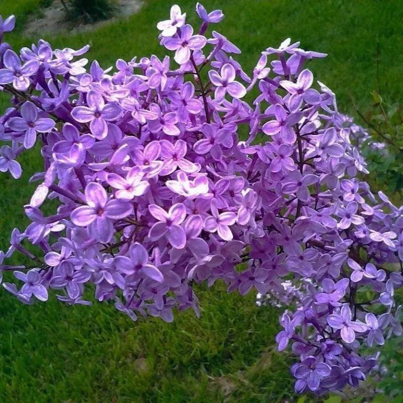 丁香花种子盆栽植物花卉种子家庭院绿植种子室内观花紫丁香花
