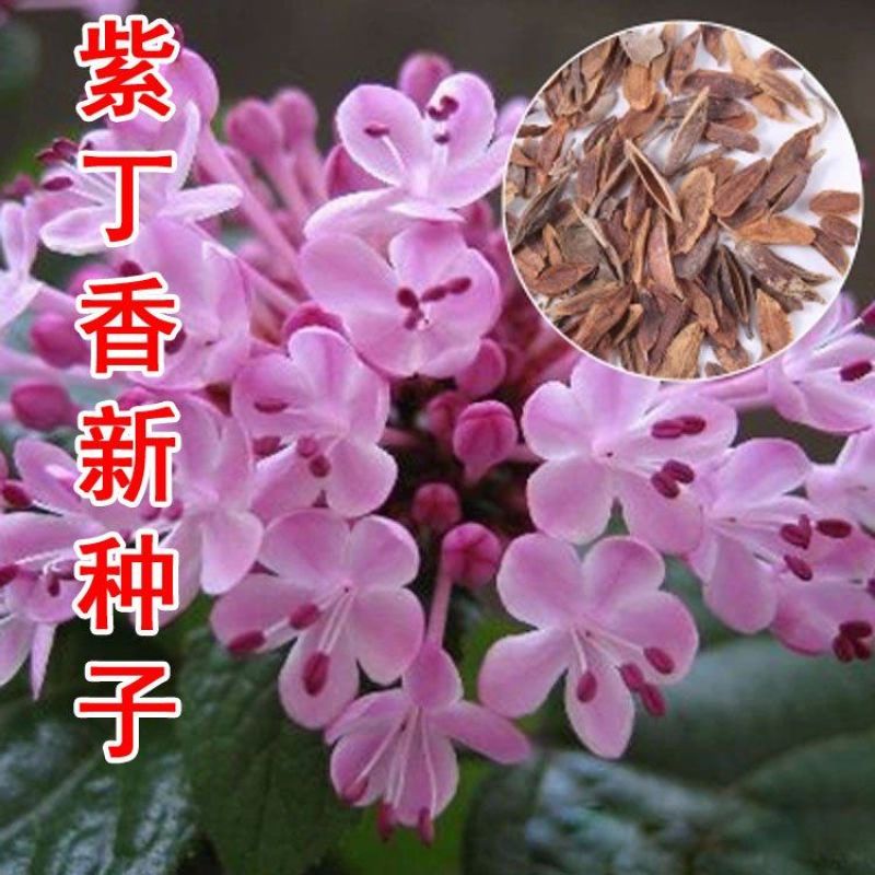 丁香花种子盆栽植物花卉种子家庭院绿植种子室内观花紫丁香花
