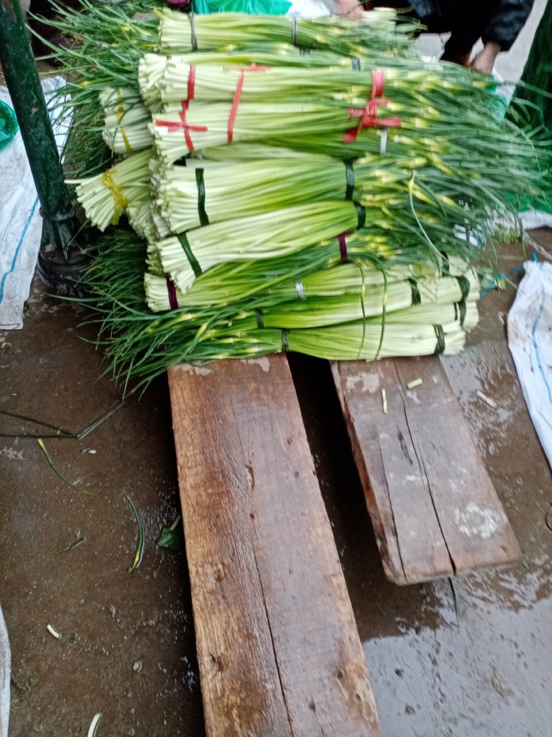 汉中洋县露天白帽蒜薹，通货50公分长，质量好，欢迎