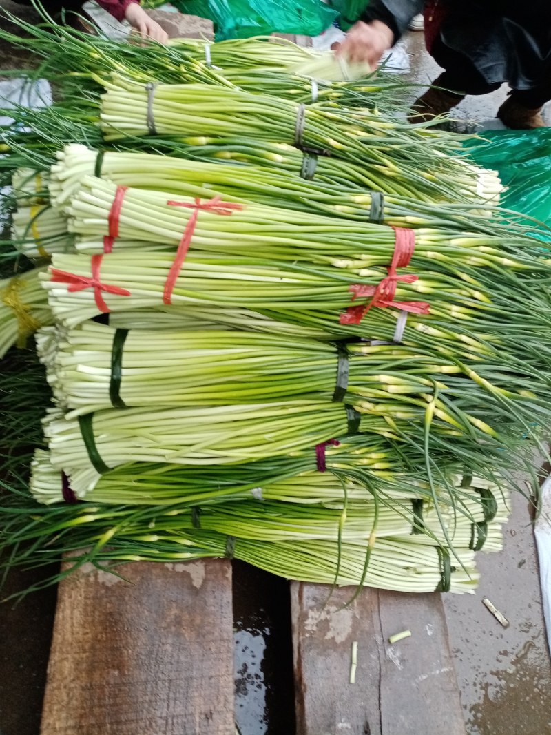 汉中洋县露天白帽蒜薹，通货50公分长，质量好，欢迎