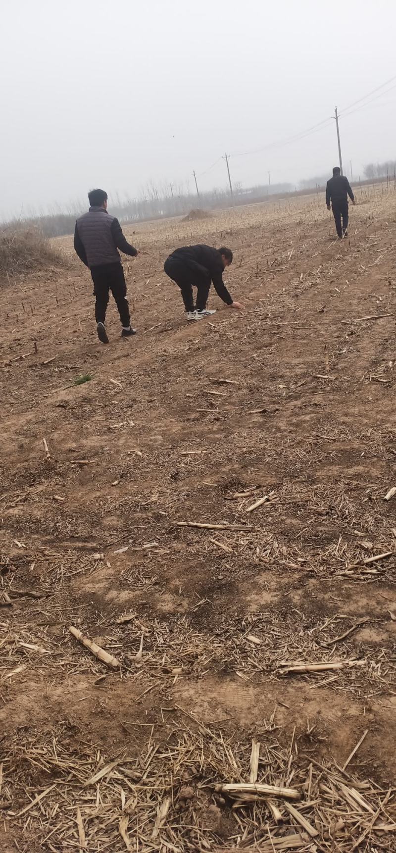 土地流转，沙土地红土地都有，