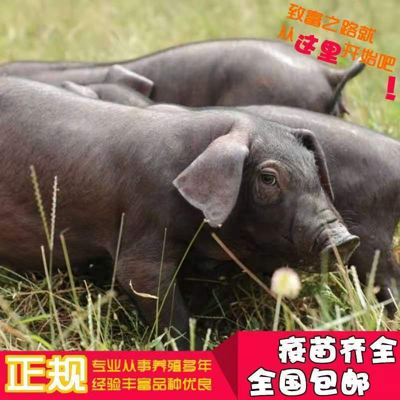 纯种太湖母猪二元长太苏太代孕母猪大母猪可欢迎选购