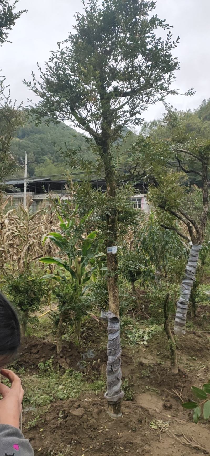 大叶黄杨2~4cm公分粗4~6cm2米以下各种规格