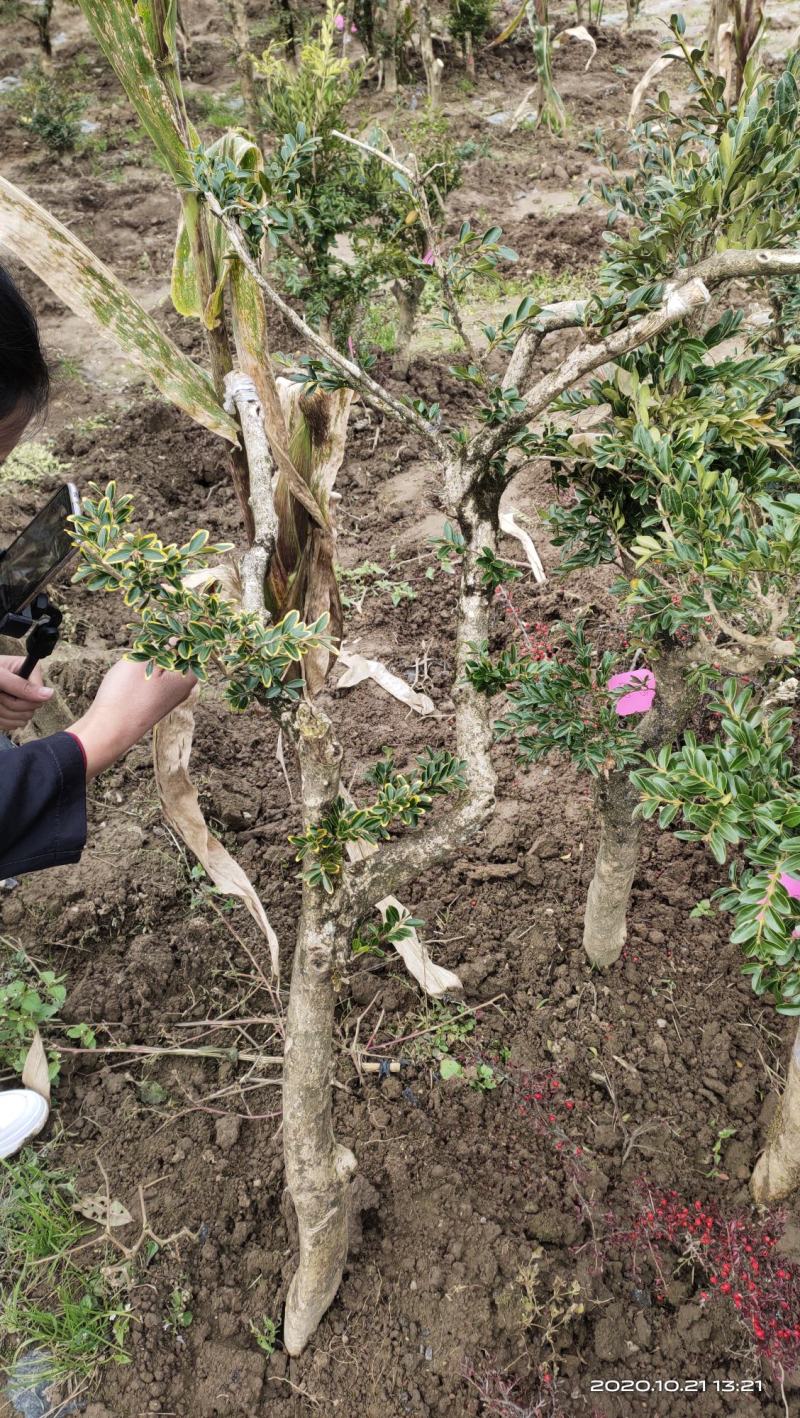 大叶黄杨2~4cm公分粗4~6cm2米以下各种规格