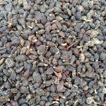 杜梨种子沙藏杜梨种子纯新货籽粒饱满质量保证