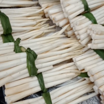 云南文山草牙象牙菜野菜特色菜真空包装新鲜