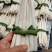 云南文山草牙象牙菜野菜特色菜真空包装新鲜
