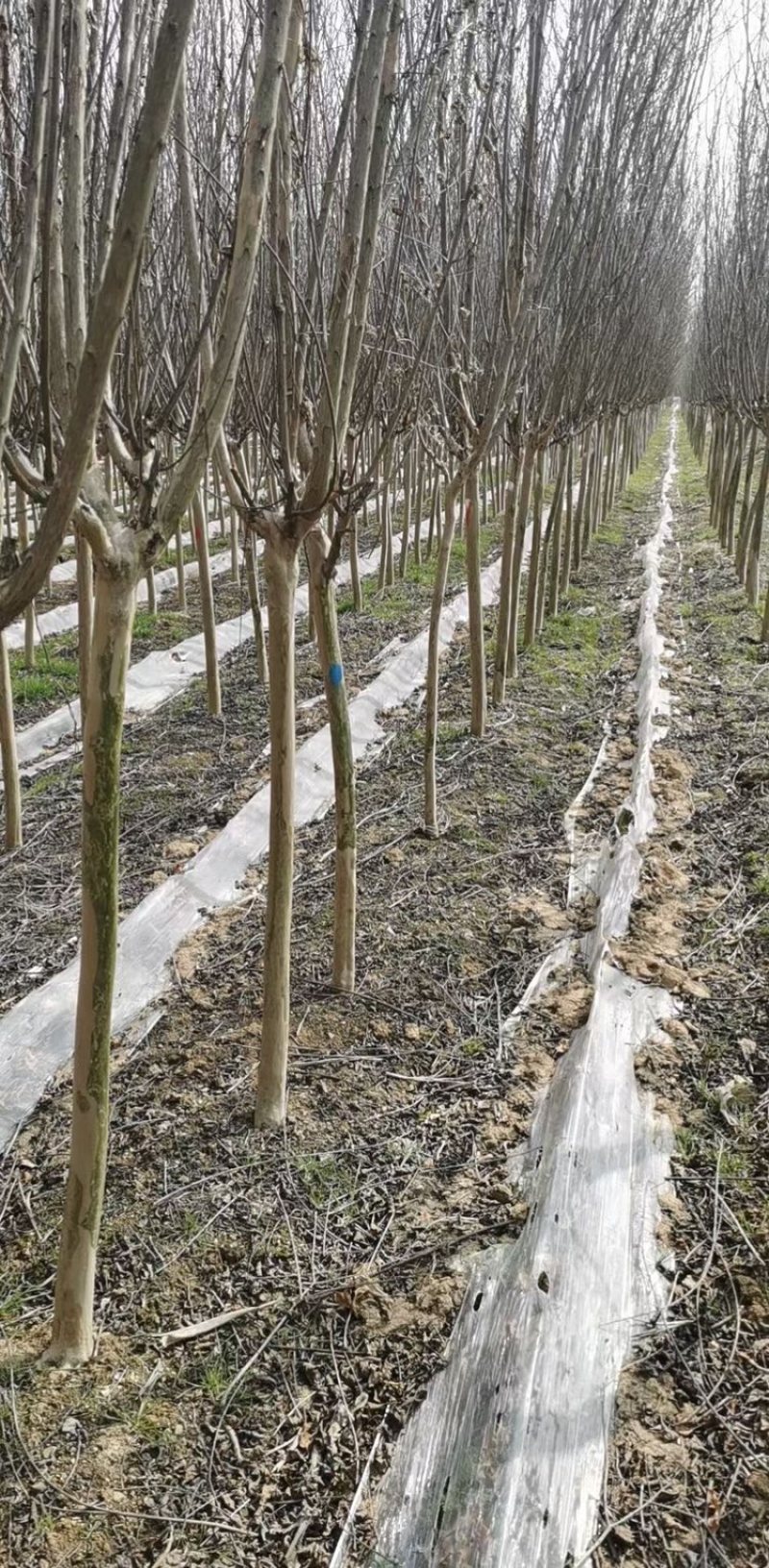 4公分紫薇4公分百日红一级树形老紫薇