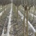 4公分紫薇4公分百日红一级树形老紫薇