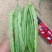 豆角大量上市，扁豆掉价了。