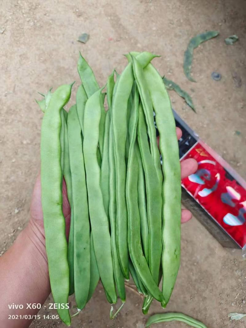 豆角大量上市，扁豆掉价了。
