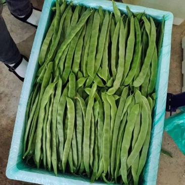 豆角大量上市，扁豆掉价了。