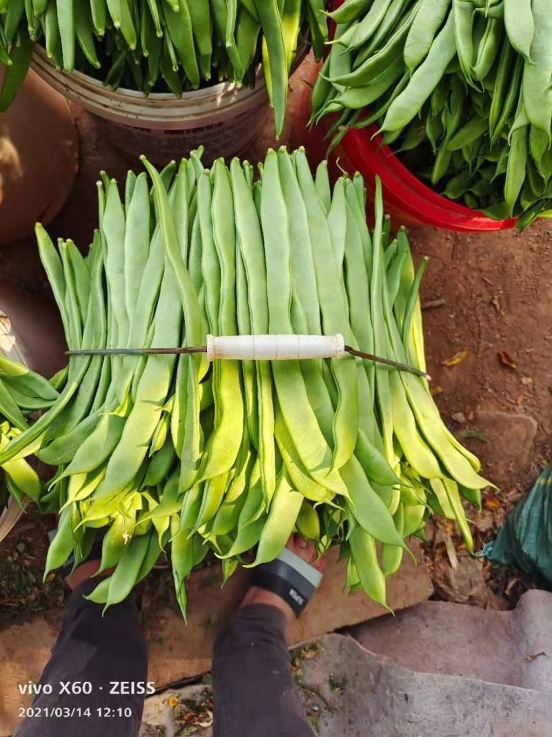 豆角大量上市，扁豆掉价了。
