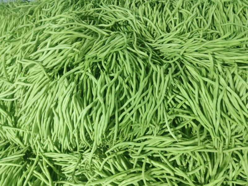 各类豆角以大量上市，需要的联系我