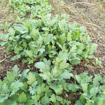 【原产地直发】大量出售优质金丝皇菊菊花苗成活率高提供指导