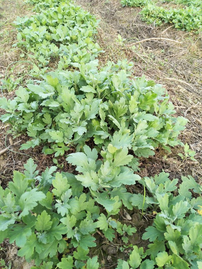 【原产地直发】大量出售优质金丝皇菊菊花苗成活率高提供指导