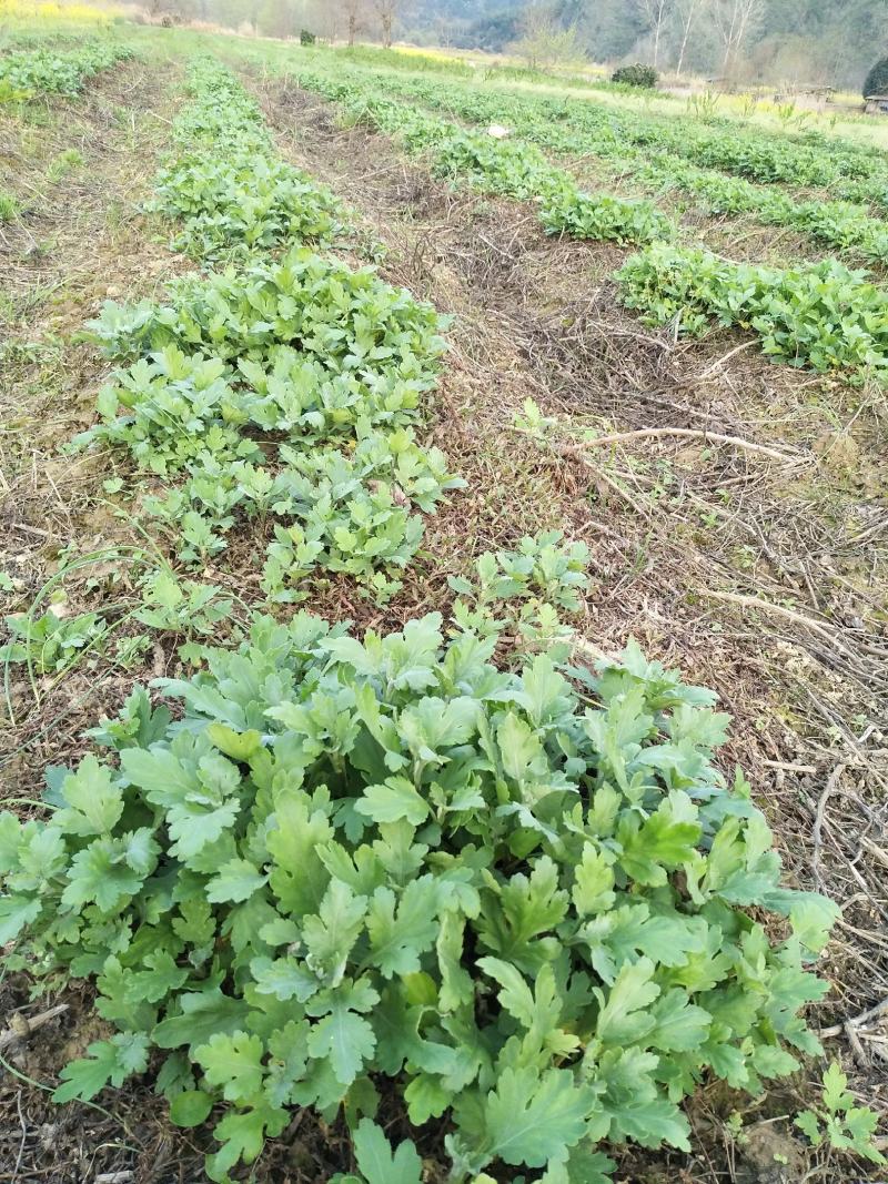 【原产地直发】大量出售优质金丝皇菊菊花苗成活率高提供指导