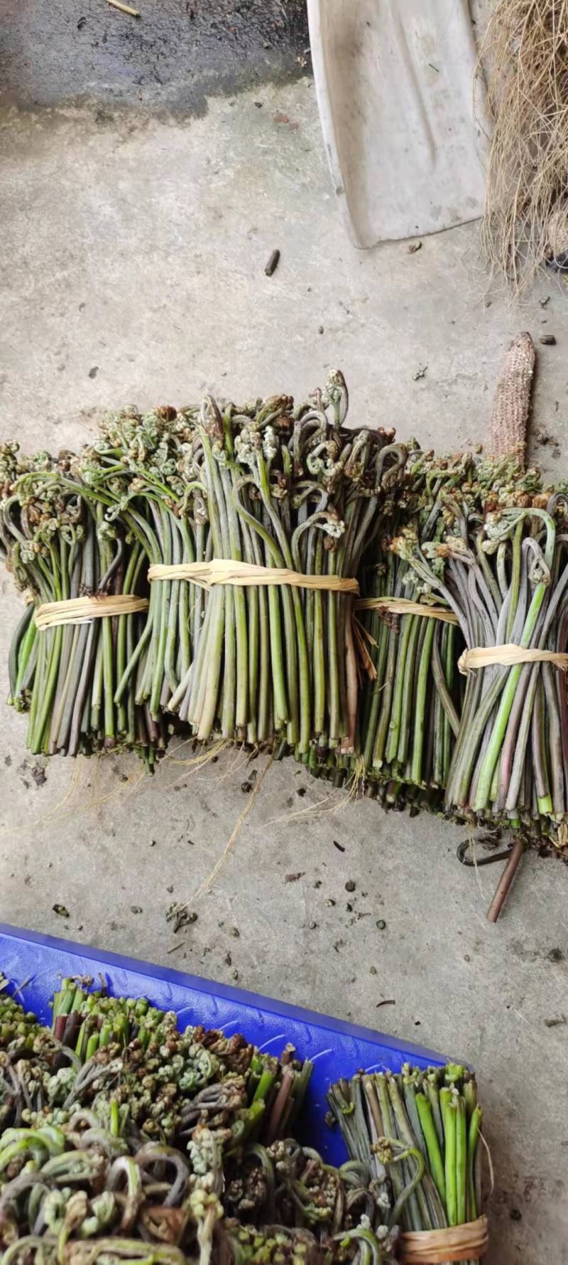 蕨菜高山生长野生蕨菜，无污染绿色食品
