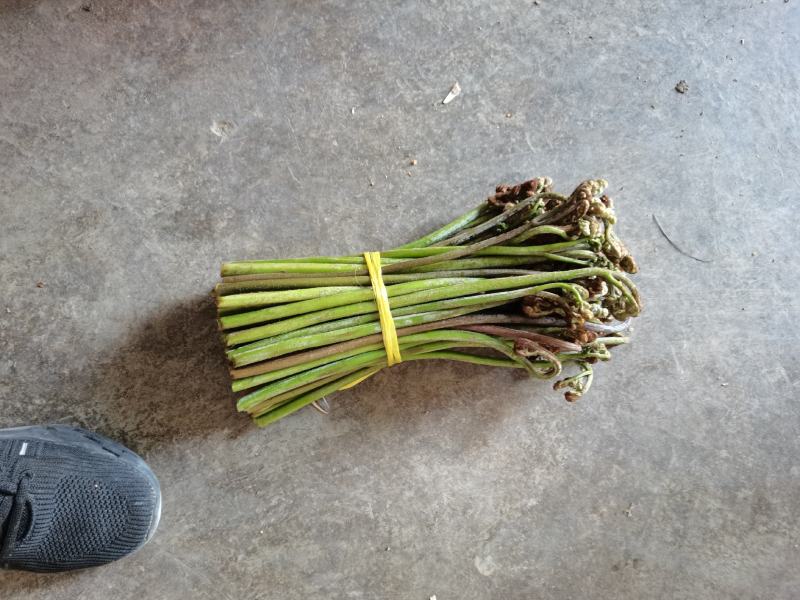 蕨菜高山生长野生蕨菜，无污染绿色食品