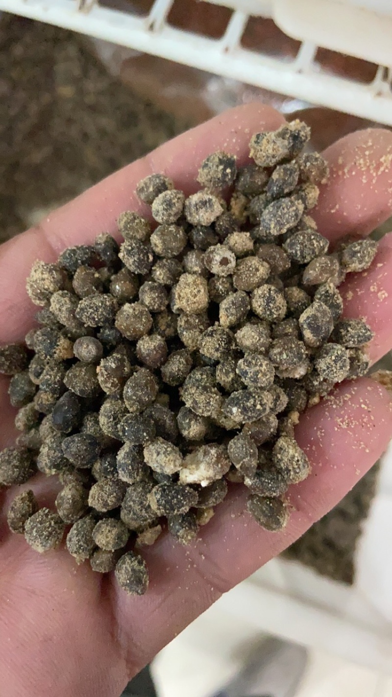 红豆杉种子发芽率百分之八十五